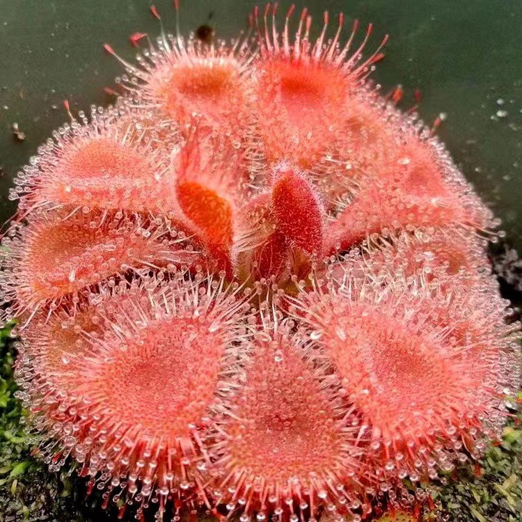 Le diamètre du légume rouge de Jindi Luo Maotai est 1-2cm