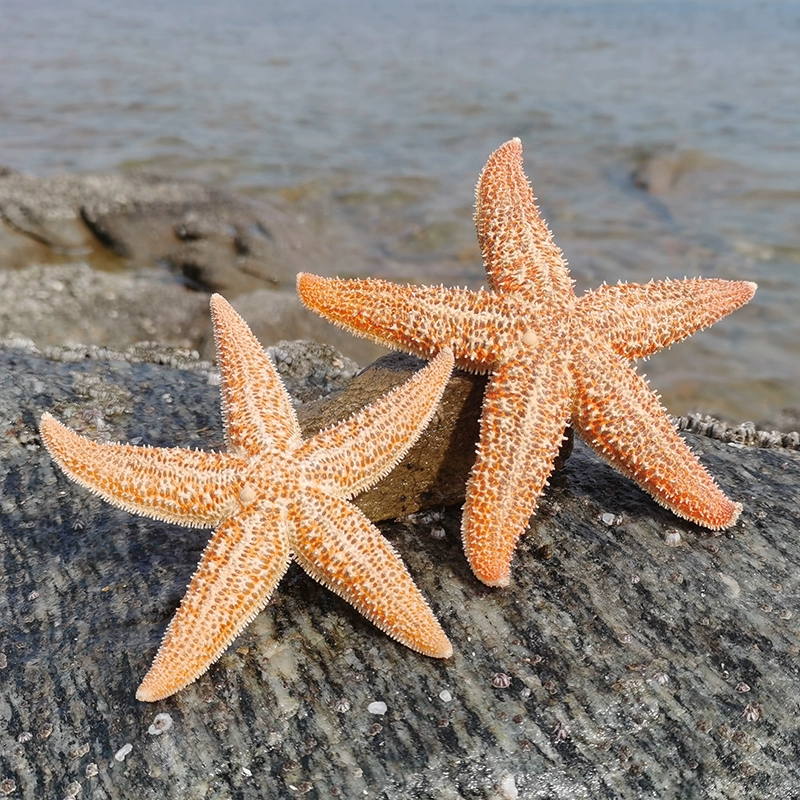 , Природная морская звезда повелитель тернистой звезды Средиземного моря