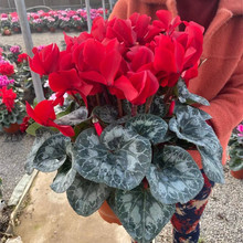 仙客来盆栽花苗兔耳花四季开花好养大花阳台室内花卉蝶衣花年宵花