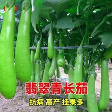 一件代發春季秋菜種子綠劍長茄種子高產四季蔬菜種籽青綠茄子耐寒