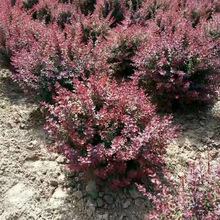 基地批发红叶小檗球规格品种多样小檗灌木球街道工程紫叶小檗