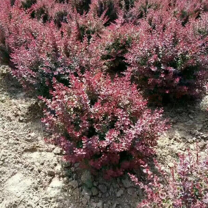 基地批发红叶小檗球规格品种多样小檗灌木球街道工程紫叶小檗