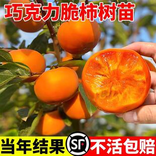 �ɿ��������Ә���޽ӟo�˴�����������ϱ����Nֲ����Ԯ���Y��