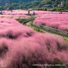 �^�p�ݷN�� �W�t�ݷ���y�Ӳ����۲����~�R�޲ݵ��w�����N��