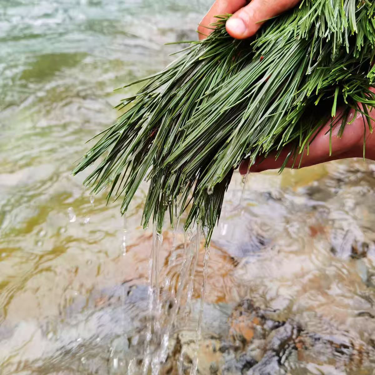Pine Needle Tea (Pinus massoniana) — Dried Green Pine Needles, 500g Bag quality and texture