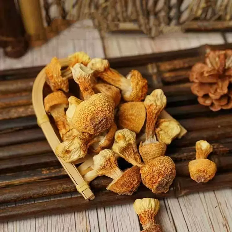 云南巴西菇锦鑫牌食用菌批发姬松茸批发500克袋装挑选好货