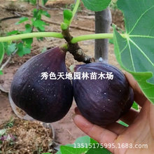 ��ɫ�������o����С���o���������Թ������ϱ����Nֲ���Ԯ���Y��