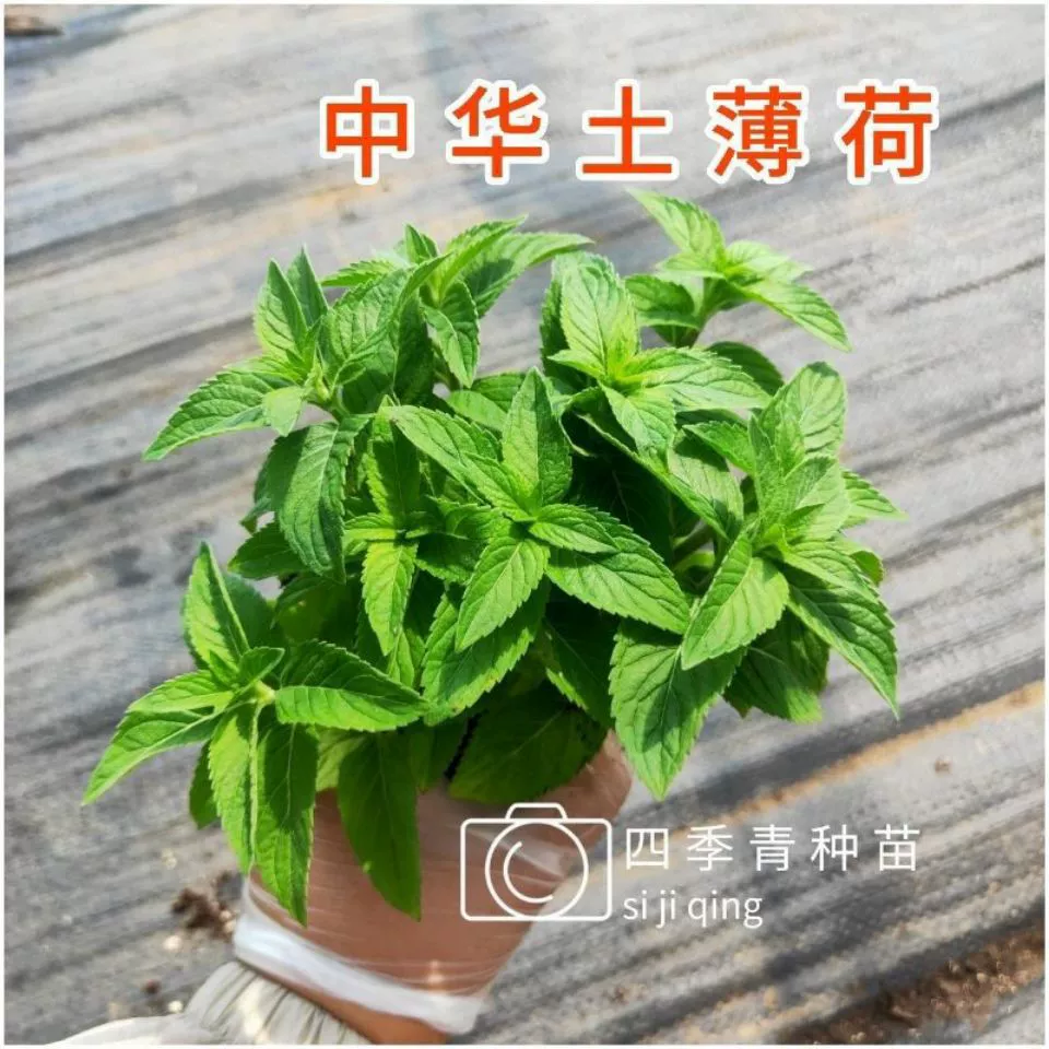 Аутентичные китайские почвенные Мятные травы горшечные саженцы съедобные прохладная Дикая мята в помещении хорошая вечнозеленая