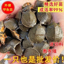大甲鱼苗活苗批发中华鳖苗鱼塘养殖淡水鱼苗鲜活小甲鱼水鱼团鱼苗