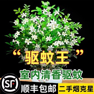 ������þ��������Ի����҃�����ò�ֲ����������Ϙ��辰�Gֲ