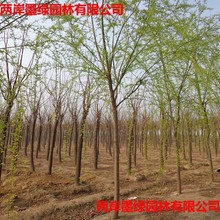 大量供应8-15公分垂柳 分枝点一致 树干通直 树形优美