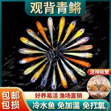 背青鳉观赏鱼冷水鱼苗魔法鱼小型锦鲤金鱼淡水鱼不打氧好养宠物