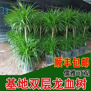 Dracaena Living Room Green Plant Potted Indoor Large Old Pile Office Formaldehyde Absorbing Air Purifying Popular Green Plant