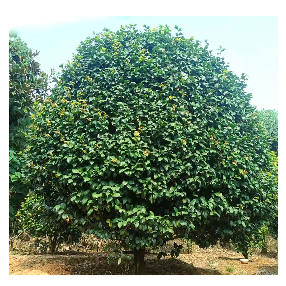 База оптом Камелия мяч озеленение цветы Камелия дерево мяч спецификации все-в-одном Камелия дерево собственного производства