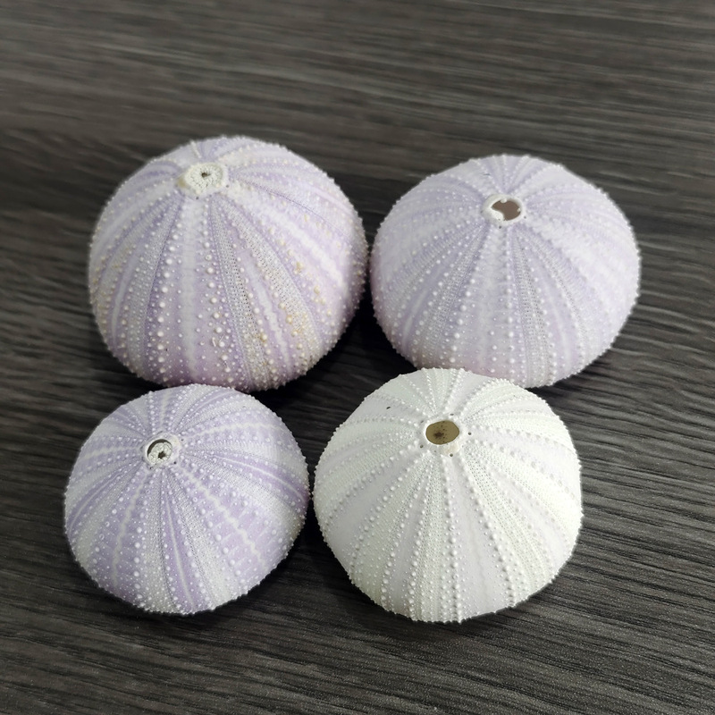 Natural Purple Sea Urchin Core Shell Conch Creative DIY Mediterranean Nordic Decoration Air Pineapple Fleshy Flower Pot Natural Purple Sea Urchin Core Shell Conch Creative DIY Mediterranean Nordic Decoration Air Pineapple Fleshy Flower Pot