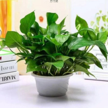 绿萝盆栽土培吊篮带盆适合室内摆放的绿萝跨境工厂供应链外贸批发