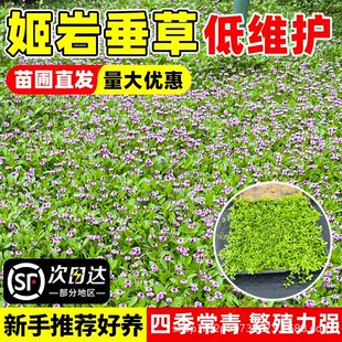 ���Ҵ��ݲ�Ƥ�ݷN�ͺ��Ͳ��ļ��_���ر�ֲ��ͥԺ�����쾰����ֲ��