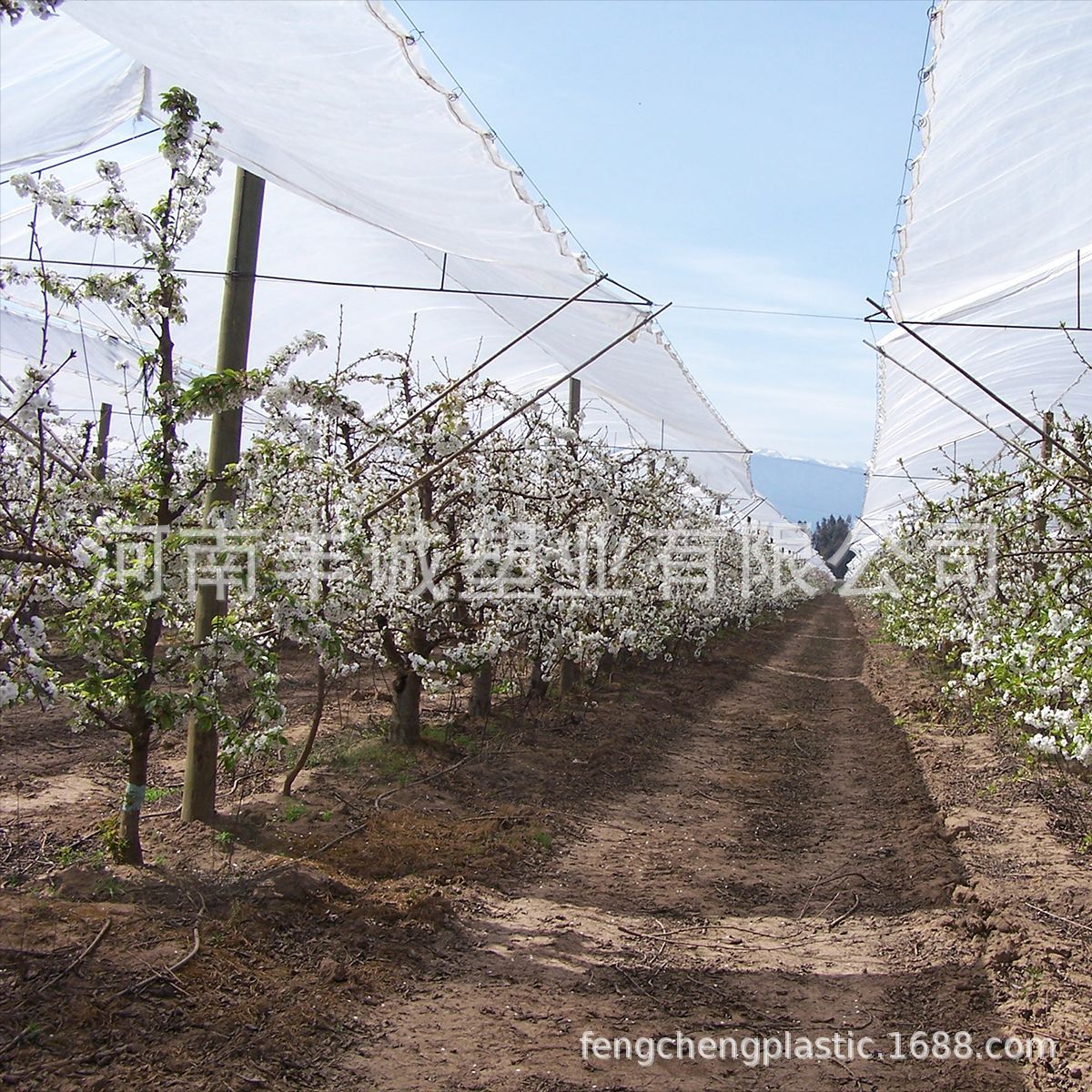 农用透明编织膜 防酸雨防冰雹车厘子膜樱桃膜 透光率80%以上