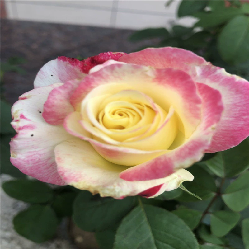 В наличии красный двойной счастье роза цветок саженцы горшечные цветы ароматные сорта балкон двор Four Seasons цветы зеленый фруктовый аромат