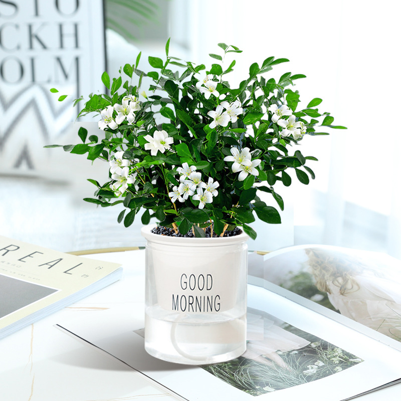 모기퇴치 구리향 [굿모닝 세면대] + 영양액