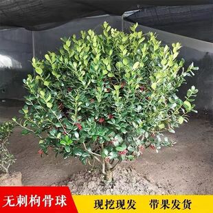 ����M�ßo���۹ǘ��瘋�����ļ����౱��ͥԺ�����ͺ��G����ľ