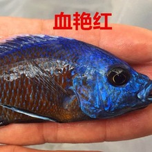 Ѫ�G�t �������� ̹�� �R�� �Ꭷ�~ �^�p�~���w �����~���l
