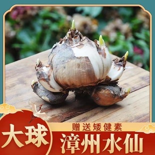 Zhangzhou Narcissus Double-Flowered Bulbs Hydroponic Potted Plants Indoor Water-Grown Florals Winter and Autum Perennial Green Plants