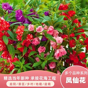 �ذ�軨�P�ɻ��N��ָ�׻����տ��׻�ͥԺ�Nֲ�ļ����N���ܷN����