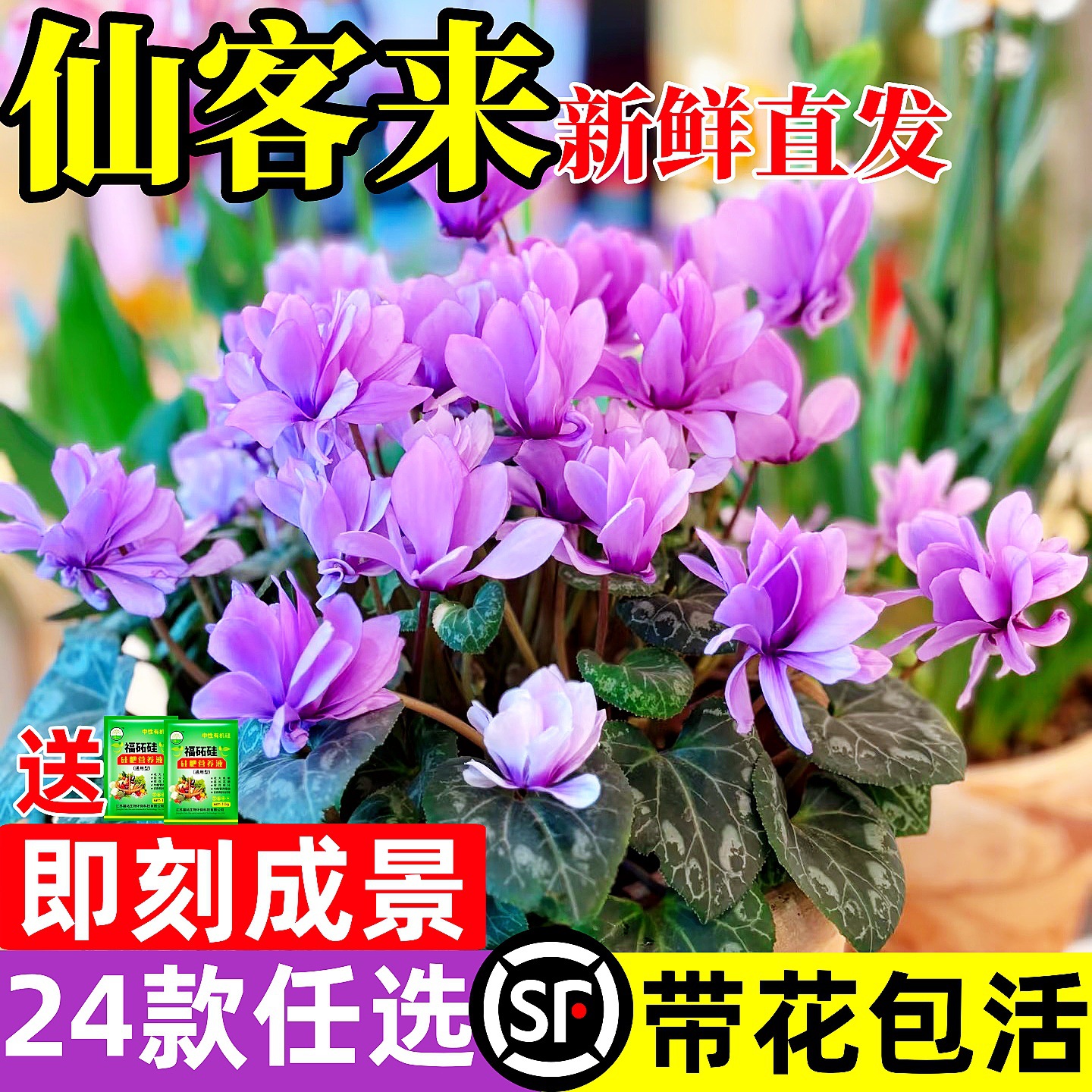 仙客来盆栽带花特大号兔子花卉植物室内重瓣蝴蝶兰四季开花好养苗