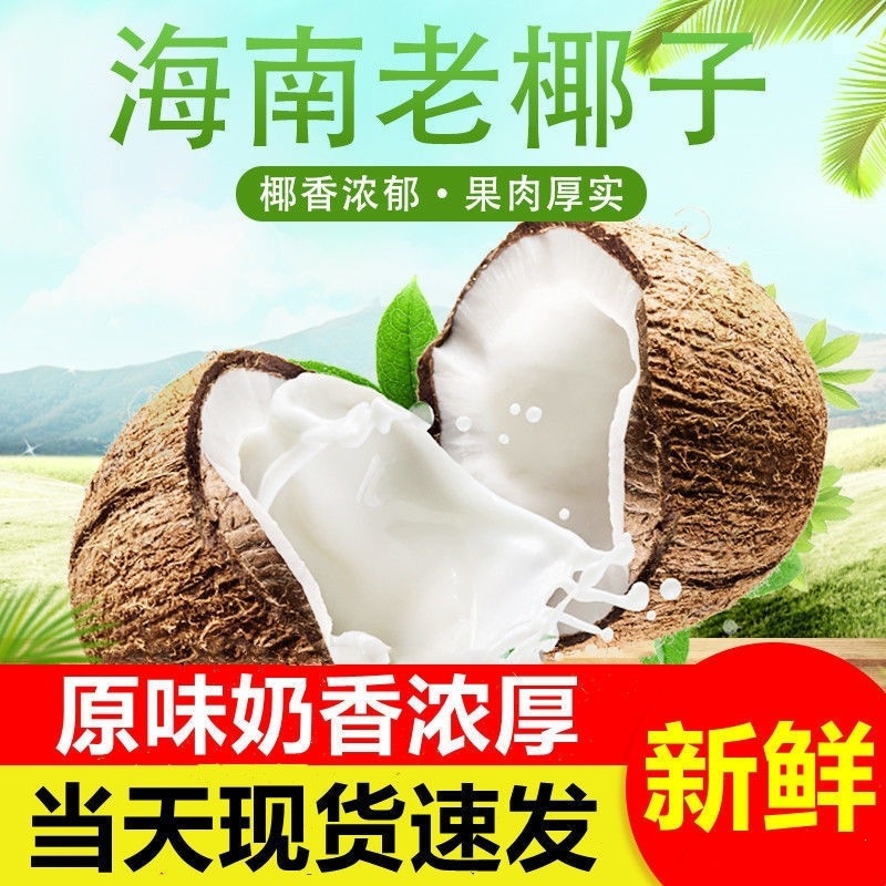 海南老椰子6个包邮新鲜现摘毛椰青椰青椰子肉椰汁当季天然水果