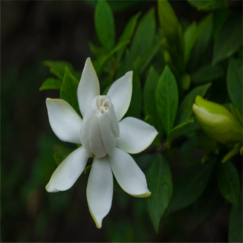 База оптом саженцы гардении во дворе посадка живой изгороди Декоративные Зеленые растения комнатное озеленение горшечные растения цветы