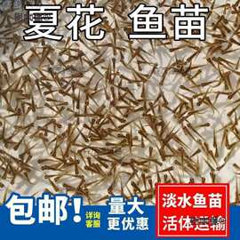 水花鱼苗批发鲫鱼鱼桂鱼大头花鲢白鲢青鱼鲤鱼武昌鱼翘嘴鱼麦太保