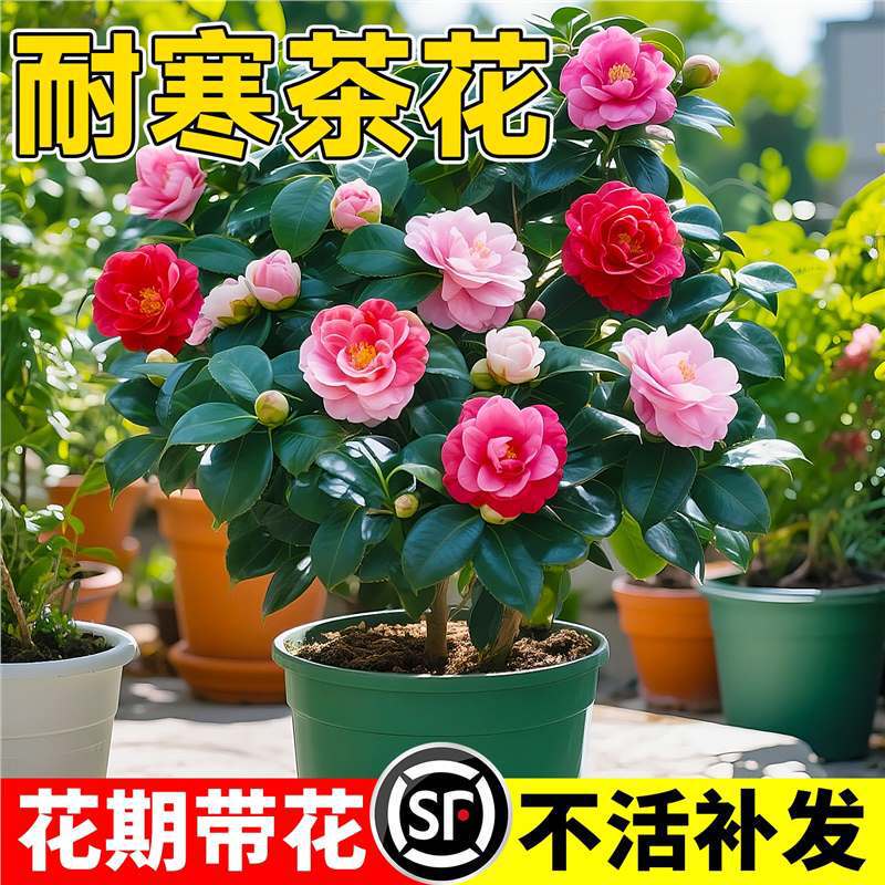 Four Seasons Fragrant Camellia Potted Plant with Flower Buds Five-Color Red Camellia Sapling Multi-Color Easy-To-Care Flower Seedling Indoor Plant Four Seasons Fragrant Camellia Potted Plant with Flower Buds Five-Color Red Camellia Sapling Multi-Color Easy-To-Care Flower Seedling Indoor Plant
