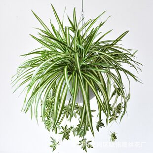 Wholesale Simulation 5 Forma Goldfield Clover Plant Wall Plant Wall Materials Paper Simulation False Flower Decoration Simulation Flower
