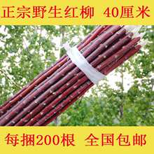 t40cmtľ200½⺞⴮Ӽt