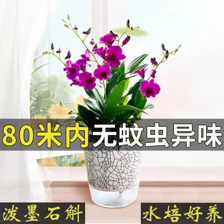 蘭の苗、紫雲スプラッシュインク、デンドロビウム蘭、冬のつぼみ付き、グリーン植物の鉢植え、卓上花を販売|undefined