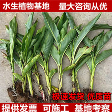 ���˽�����tɫ�Sɫ��ɫ���˽��Gֲ����ˮ��ֲ��ͦˮ��������