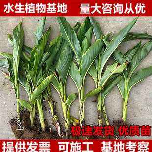 ˽tɫSɫɫ˽Gֲˮֲͦˮ