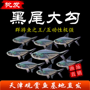 ��β���~Ⱥ���~���w�~��ˮ�~�^�pС�~��ˮ���~��β��С�͟Ꭷ�~