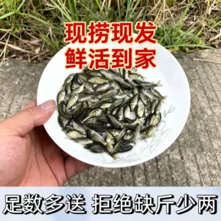 正宗中科五号鲫鱼苗工程鲫鱼淡水养殖草鱼苗鲤鱼花鲢包活