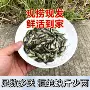 养殖五号正宗工程鲫鱼苗