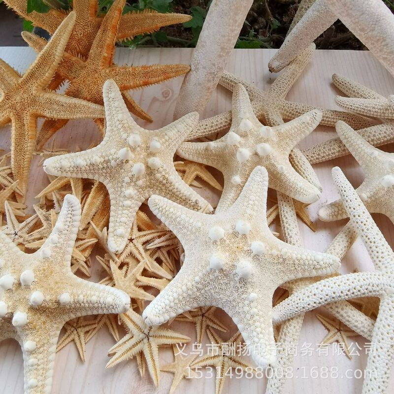 Various Natural Starfish and Conch Shells DIY Drift Bottle Landscape Eternal Flower Jewelry Accessories Decoration Wholesale Manufacturer Various Natural Starfish and Conch Shells DIY Drift Bottle Landscape Eternal Flower Jewelry Accessories Decoration Wholesale Manufacturer