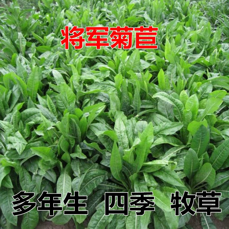 Общие Семена Цикория Многолетние Морозостойкие Высокоурожайные Кормовые Семена Южный Овцы Крупный Рогатый Скот Кролик Курица Утка Гусь Бесплатная Доставка