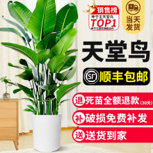 BԿ͏d҃ȴ;Gֲk滨Qmp^pGɫֲ