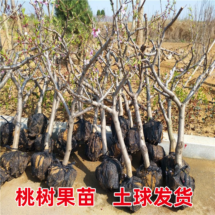 一件代发特大桃树果苗带土嫁接冬桃黄油桃水蜜桃子盆地栽南北方种