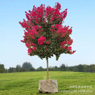 �������l�t����ޱ����t�����С�����l��ޱ���ռtҎ��2-12���ִ�