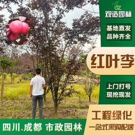 紫叶李果树苗四川园林绿化苗木庭院花木工程苗木风景树红叶李子树