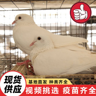 �Bֳ�������������������N��2019����������|�������|���^�V����