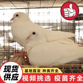 美国落地王白羽王种鸽活体 家养宠物鸽观赏鸽 景区文旅投喂鸽子