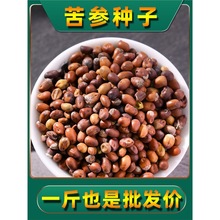 酒泉市科技赋能种苗保证精准服务“三北”工程